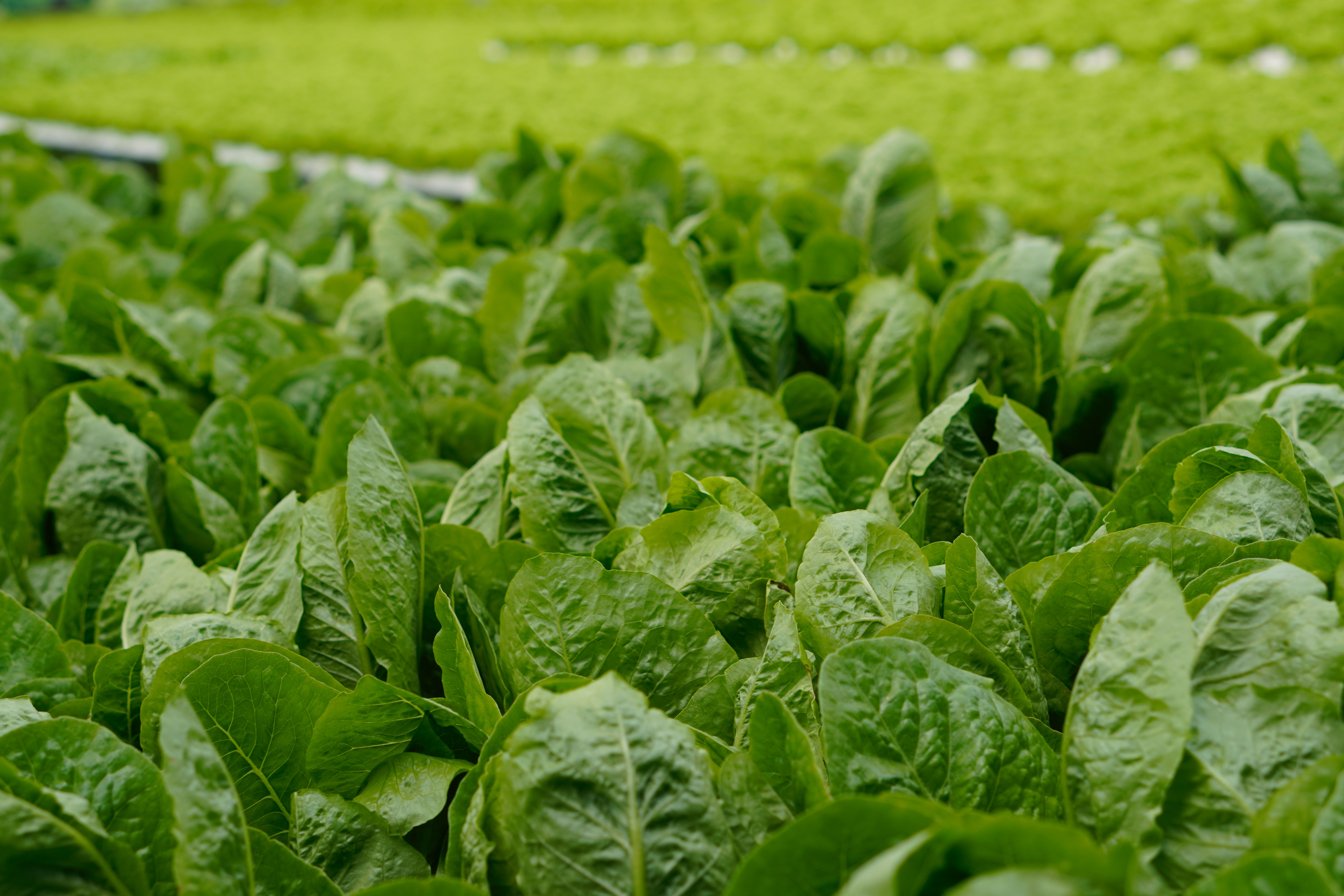 Vegetables and Herbs to Grow in Winter