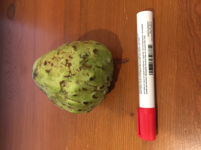 Custard Apple (Asian) Smaller & Sweeter ... Delicious! Smooth skin