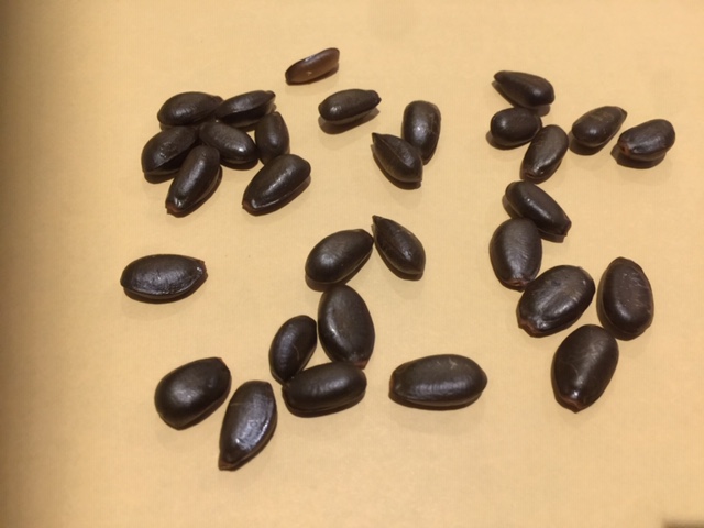 Custard Apple (Asian) Smaller & shinier seeds ready to germinate