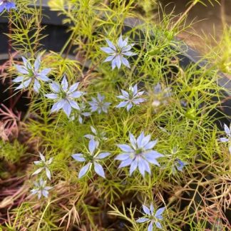 Blue Nigella