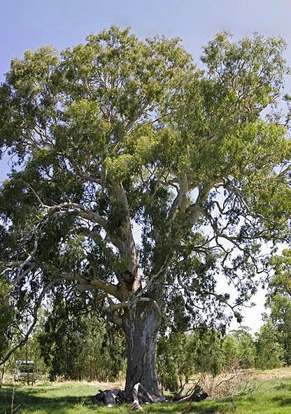 Eucalyptus camaldulensis (River red gum)