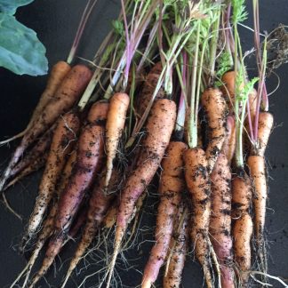 Carrot Mixed Colours