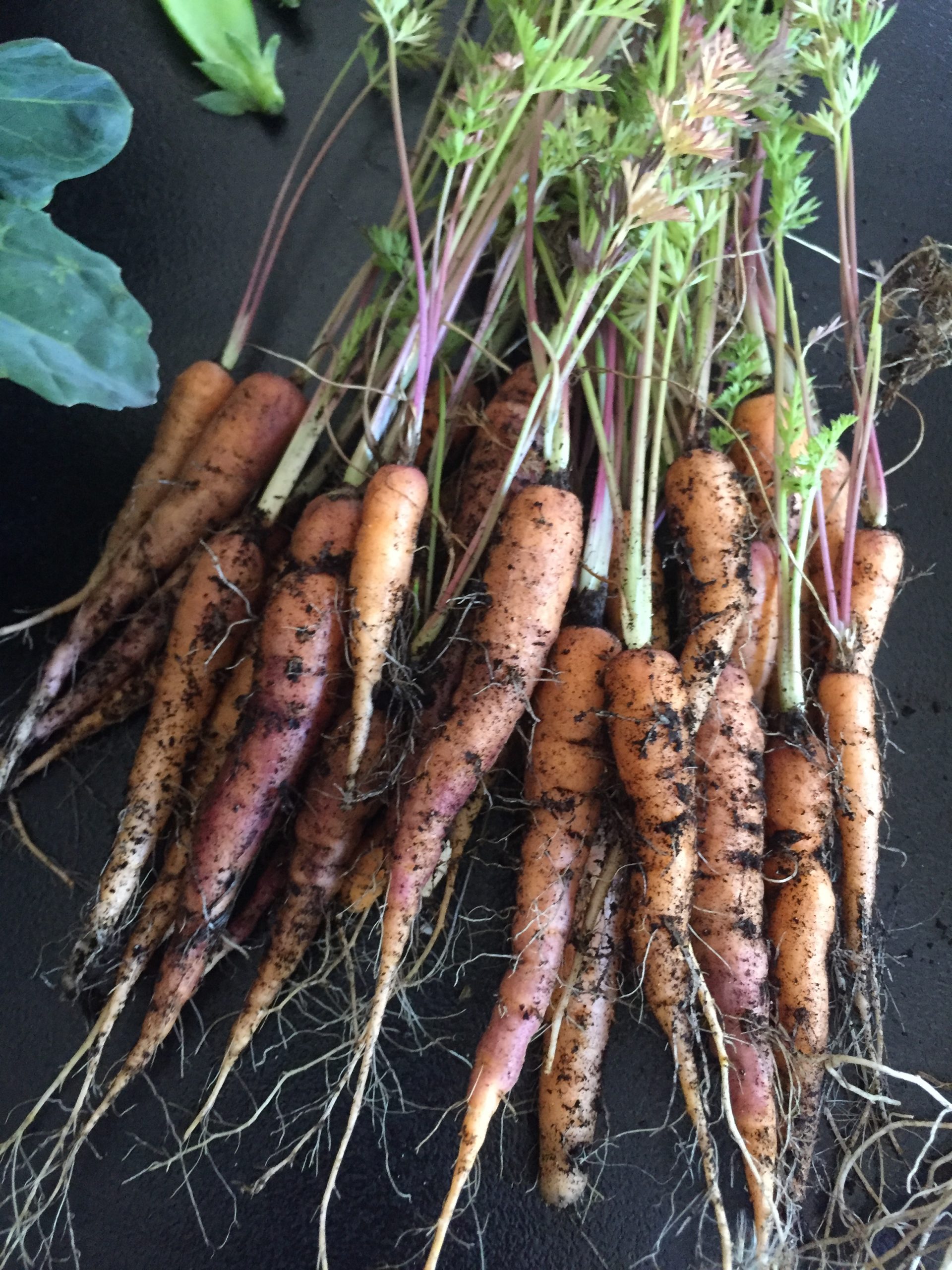 Carrot Mixed Colours Carrot Mixed Colours