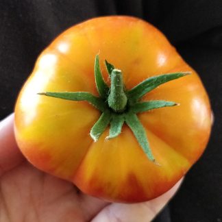 Big Rainbow Tomato