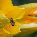 Vegetables and Herbs to Grow in Spring in Australia Vegetables and Herbs to Grow in Spring in Australia