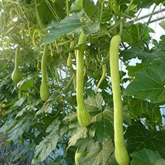Tromboncino Squash - Zucchini