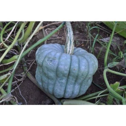 QLD (Queensland) blue pumpkin