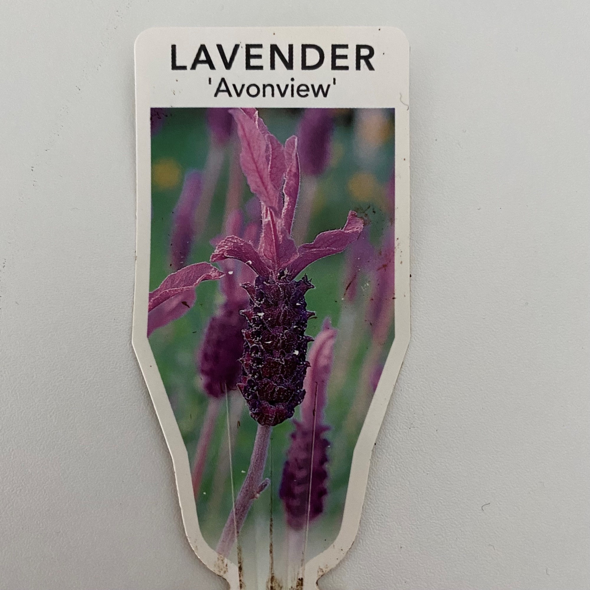 Avonview Lavender Avonview Lavender