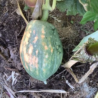 Paw Paw Pumpkin