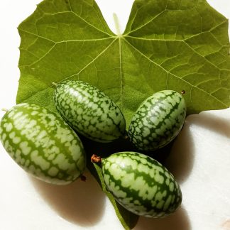 Cucamelon (Melothria scabbard syn. Pendula)