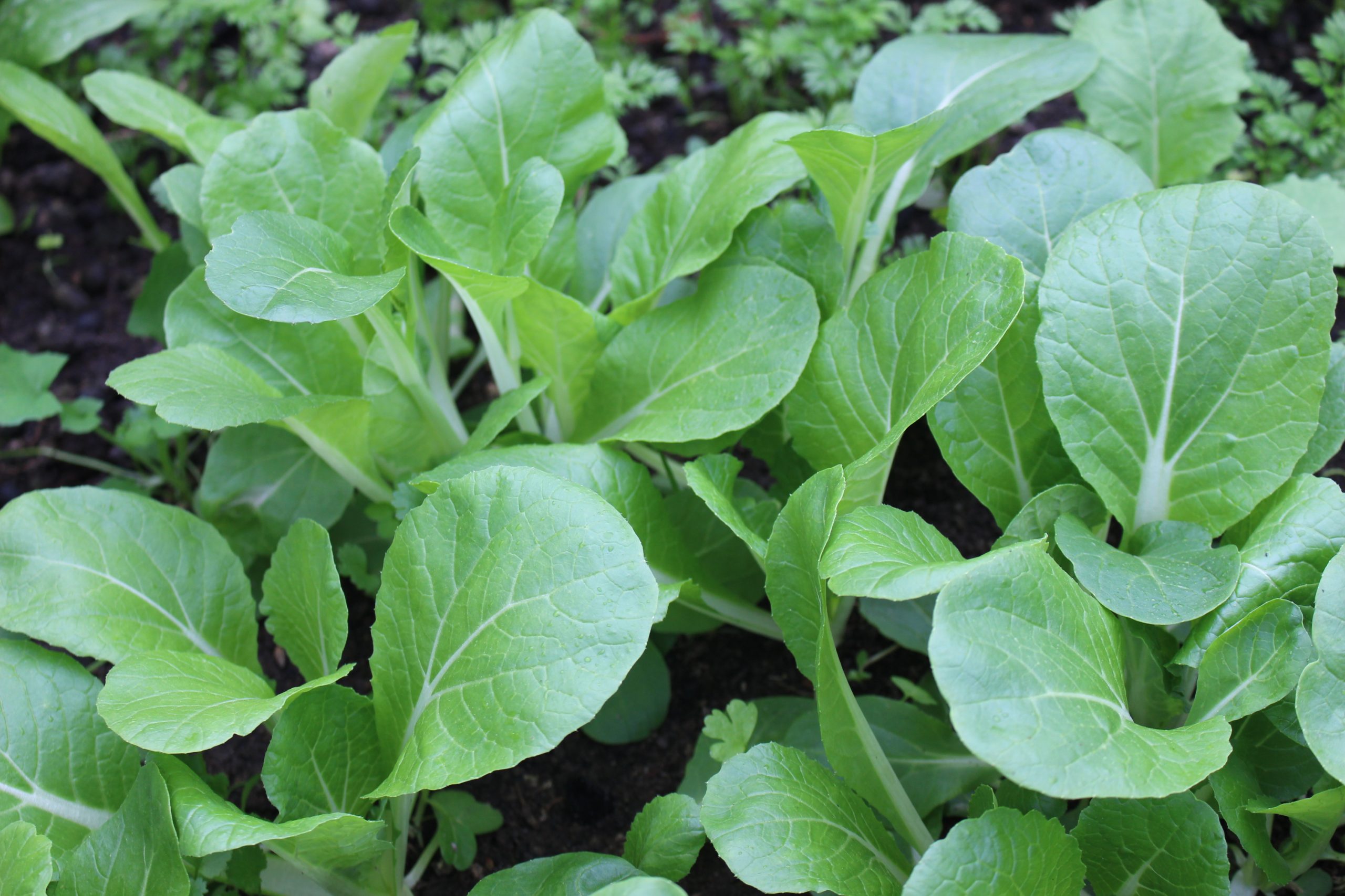 Bok Choy or Pak Choi Bok Choy or Pak Choi - Image 2