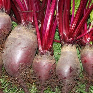 Beetroot "Cylindra"