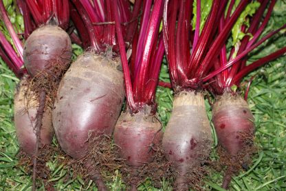 Beetroot "Cylindra"