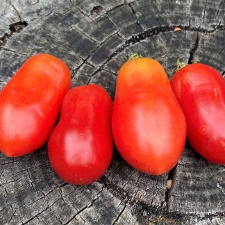Roma VF Tomato