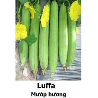 Luffa