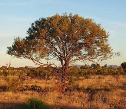 Acacia aneura Mulga
