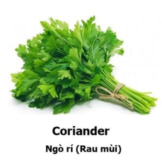 Coriander