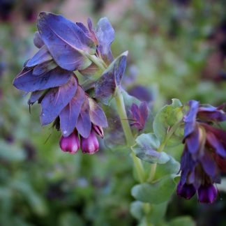 Honeywort - Cerinthe Major Purpurescens
