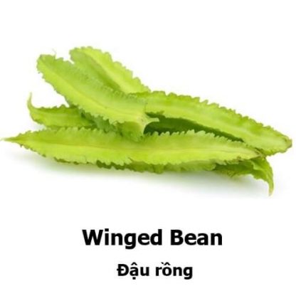Winged Bean