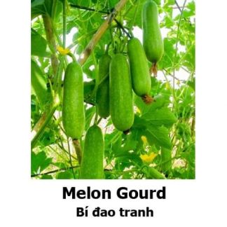 Melon Gourd