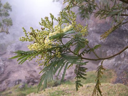 Acacia mearnsii Black Wattle Tree