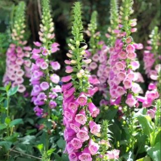 Foxglove Digitalis Purpurea