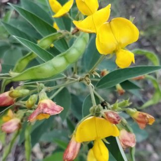 Pigeon Pea (Cajanus cajan)