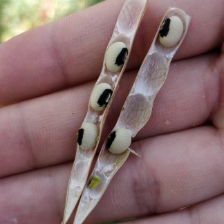 Black eyed peas (cow peas)