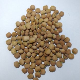 Pigeon Pea (Cajanus cajan)