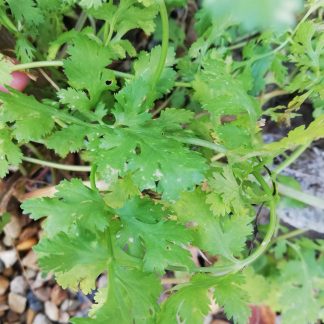 Coriander