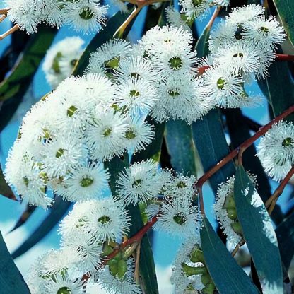 Eucalyptus pauciflora sp. niphophilia Snow Gum