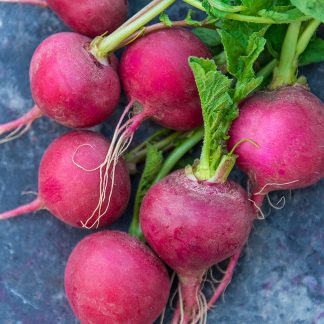 Radish Cherry