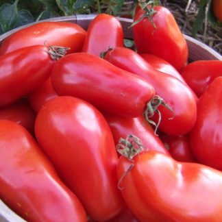 Tomato San Marzano (Certified Organic)