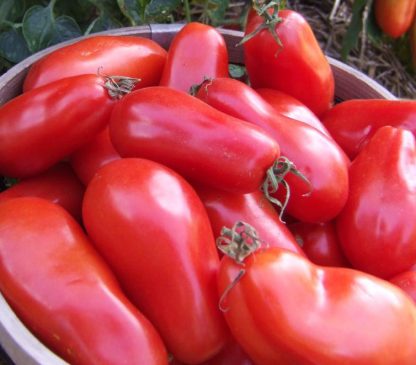 Tomato San Marzano (Certified Organic)