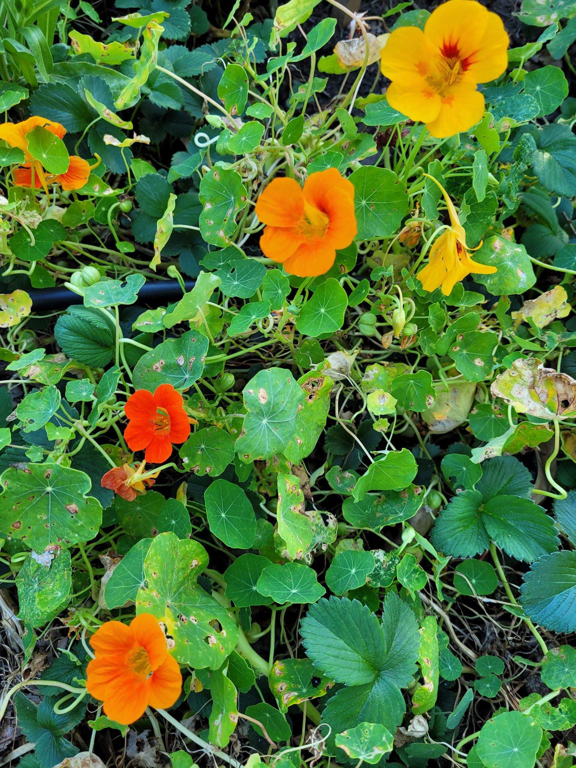 Nasturtium colour mix Nasturtium colour mix