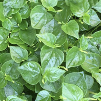 Peperomia pellucida / rau càng cua