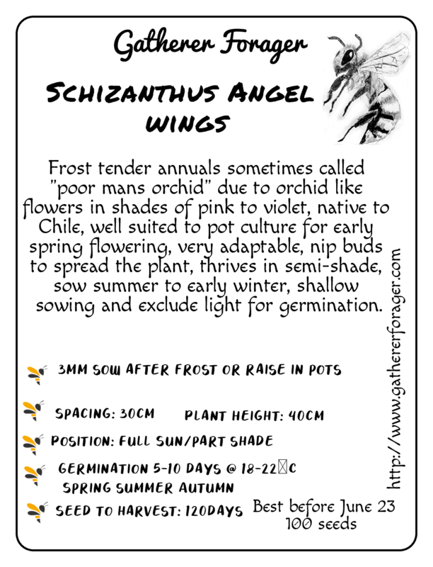 Schizanthus Angel wings Schizanthus Angel wings - Image 2