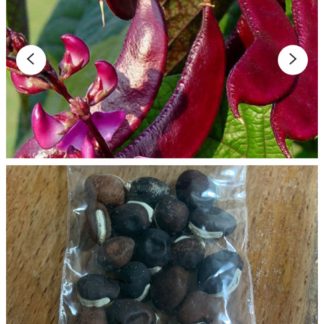 Purple Indian bean / đậu ván tím