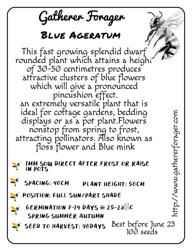 Ageratum Blue Ageratum Blue - Image 2