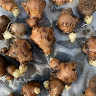 Ginger seedling plants