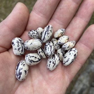 Blue Ribbon Bush Beans