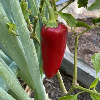 Chilli - Jalapeño