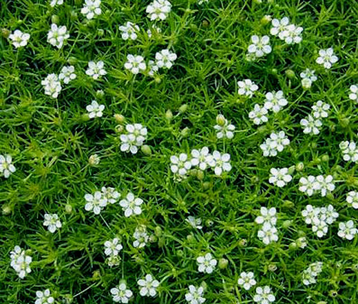 Irish Moss Irish Moss