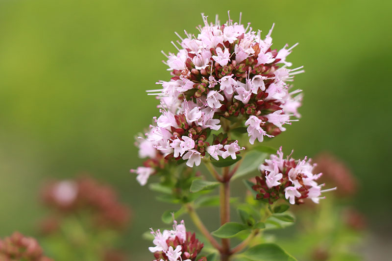 Oregano (wild marojam) Oregano (wild marojam) - Image 3