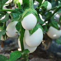 White Egg Japanese Eggplant