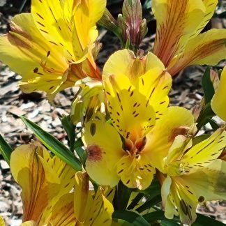Alstroemeria - Peruvian lily / Princess lily