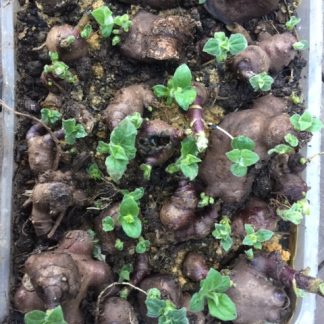 Yacon seedling plants