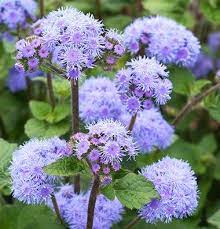 Ageratum Blue