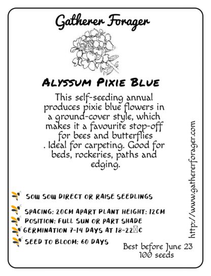 Alyssum pixie blue