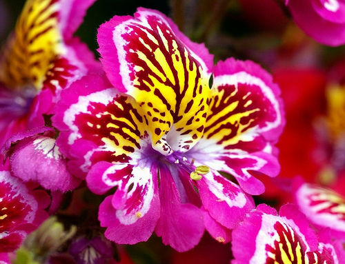 Schizanthus Angel wings Schizanthus Angel wings - Image 3